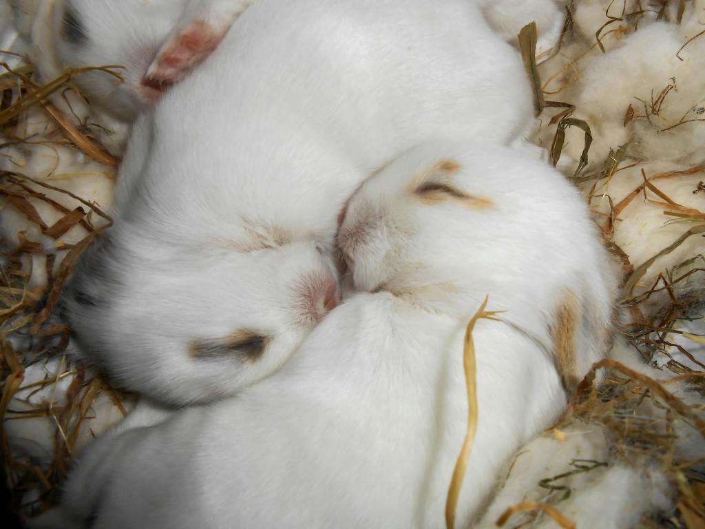 Tiny Floofy Dreams: Understanding Your Rabbit’s Sleep&nbsp;Patterns