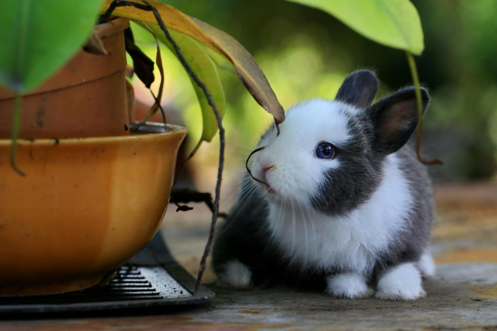 Fluffy or Hangry? Understanding Your Rabbit’s&nbsp;Emotions