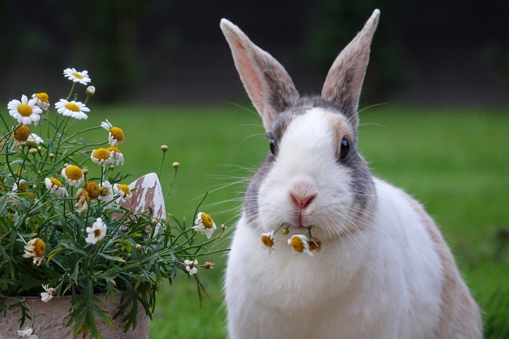 Bunny Nutrition 101: Essential Vitamins, Minerals & Nutrients for Your Hoppy, Healthy Bun!&nbsp;🐰🥕🌱